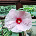 Hibiscus Tissue Culture: From Micropropagation to 8-Inch Blooms