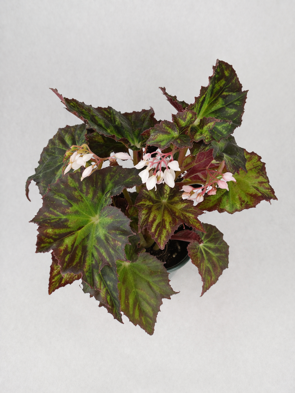 Begonia Tissue Culture Protocol