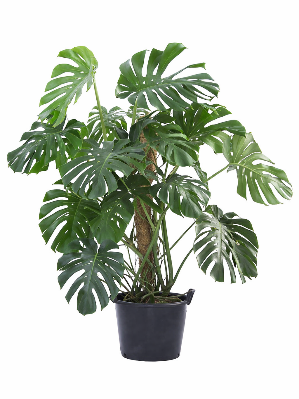 Monstera Deliciosa Tissue Culture Protocol