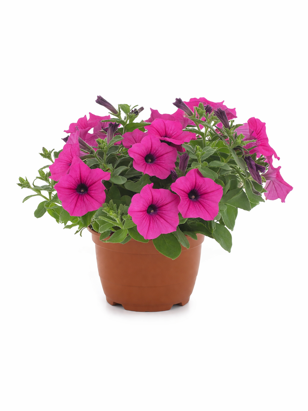 Petunia Tissue Culture Protocol