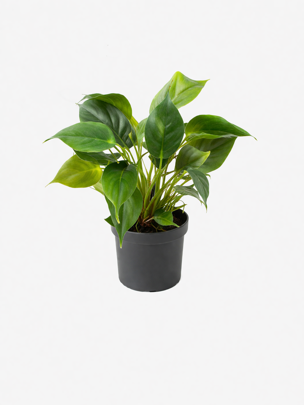 Philodendron Tissue Culture Protocol